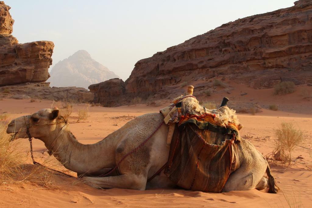 Moon City Camp Bed and Breakfast Wadi Rum Eksteriør billede